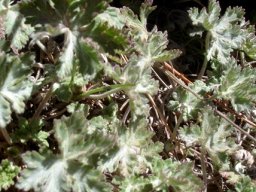 Geranium robustum leaves